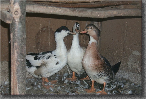3 poulets